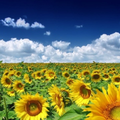 Reisen in die Ukraine Sonnenblumen